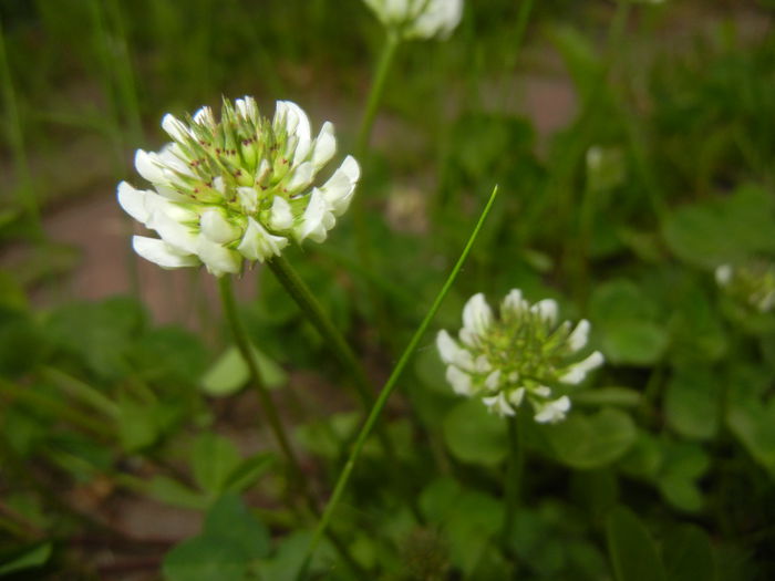 Trifolium repens (2015, May 12)