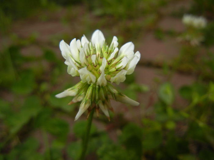 Trifolium repens (2015, May 12) - Trifolium repens_White Clover