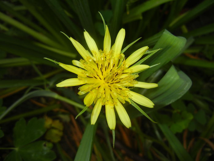 Tragopogon dubius (2015, May 16) - Tragopogon dubius_Salsify