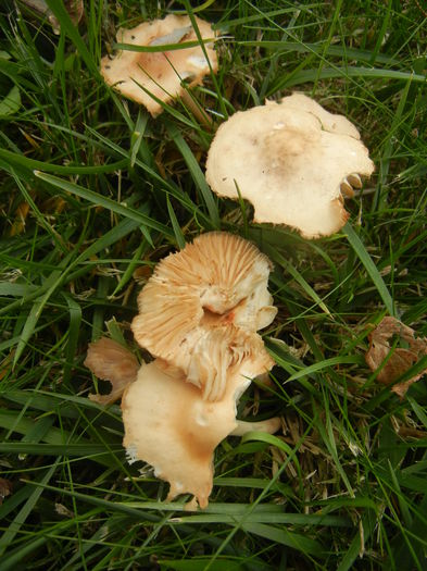 Wild Mushroom (2014, November 09) - 11_WILD MUSHROOMS