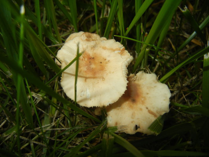 Wild Mushroom (2015, May 11)