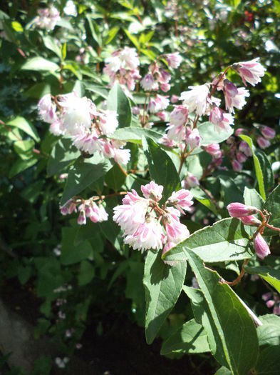 DSC03921 - ANUL 2015