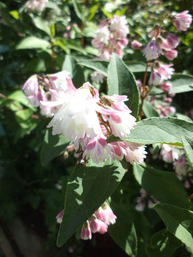 DSC03922 - ANUL 2015