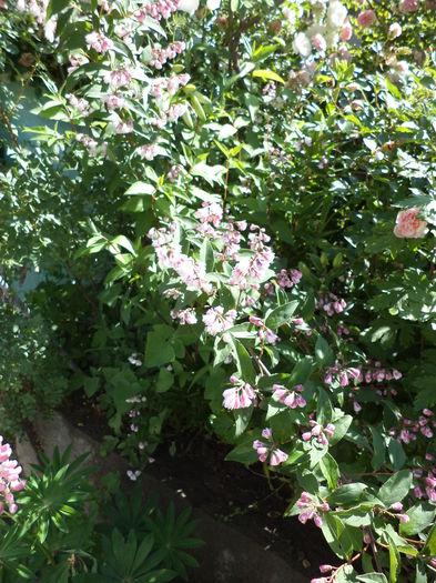 DSC03923 - ANUL 2015