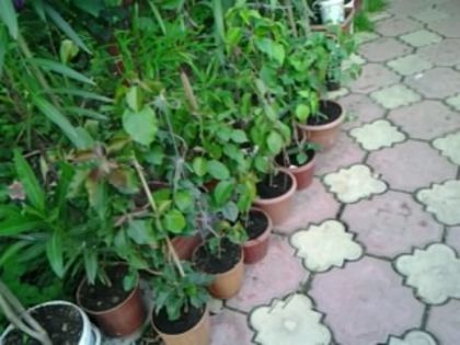 bougainvillea - alte flori 2