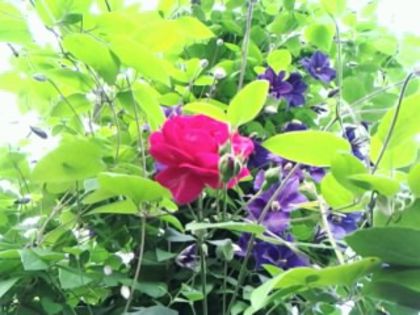 Fotografie4911 - alte flori 2