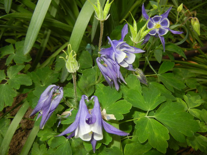 Aq. Winky Blue & White (2015, May 11) - Aquilegia Winky Blue White