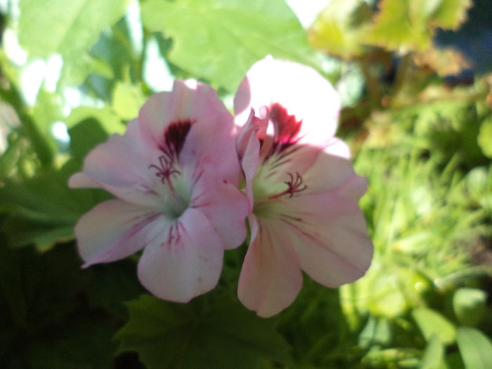 DSC03924 - ANUL 2015