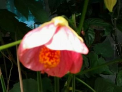 Fotografie4893 - alte flori 2