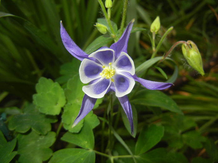 Aq. Winky Blue & White (2015, May 11) - Aquilegia Winky Blue White