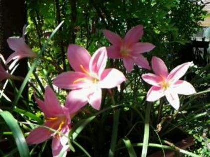 Fotografie4887 - alte flori 2