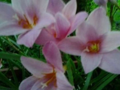 Fotografie4975 - alte flori 2