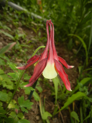 Aquilegia Red & Yellow (2015, May 11)