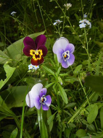 Pansy (2015, May 11) - PANSY_Viola tricolor