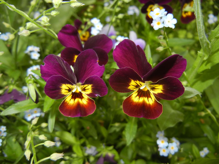 Pansy (2015, May 11) - PANSY_Viola tricolor