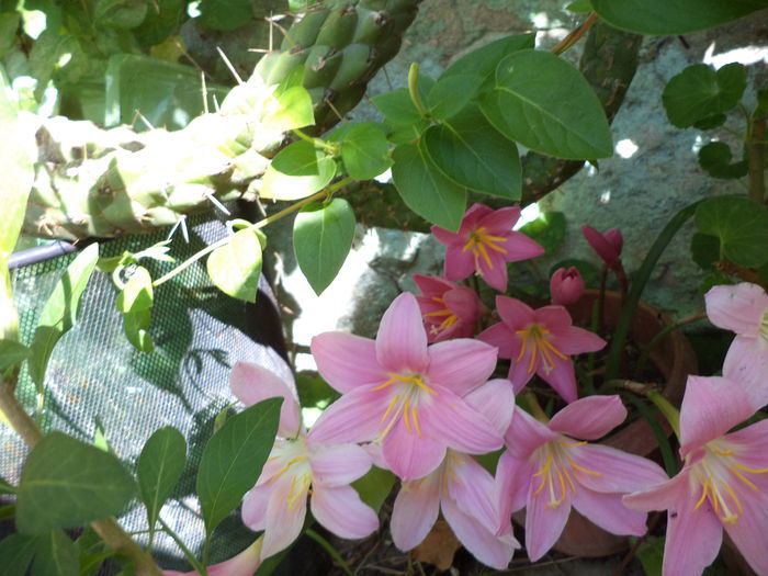 DSC03926 - ANUL 2015