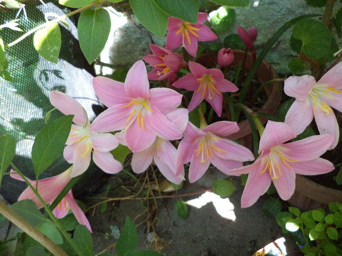 DSC03927 - ANUL 2015