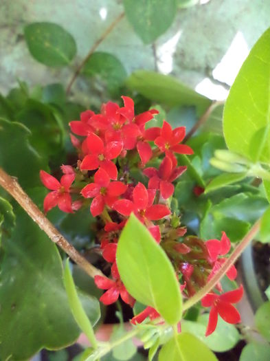 DSC03928 - ANUL 2015