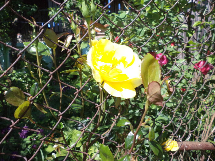 DSC03930 - ANUL 2015