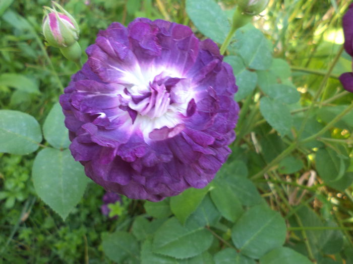 DSC03932 - ANUL 2015