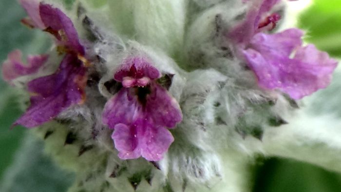 DSC02443 - MACRO