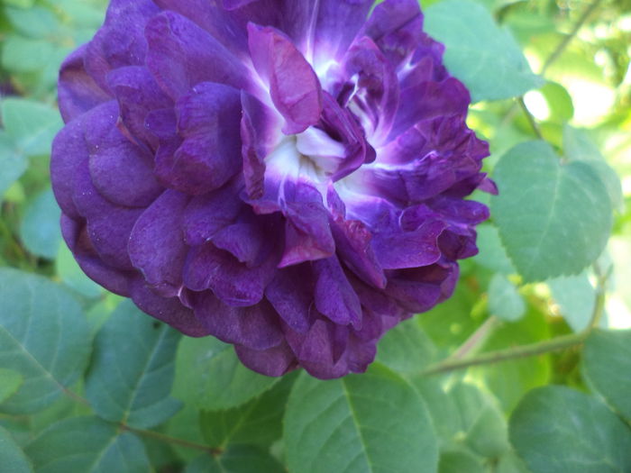 DSC03933 - ANUL 2015