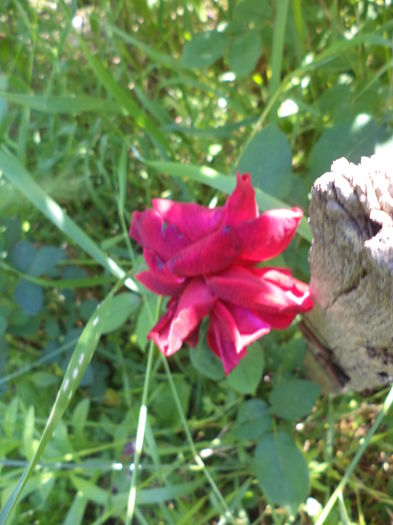 DSC03934 - ANUL 2015