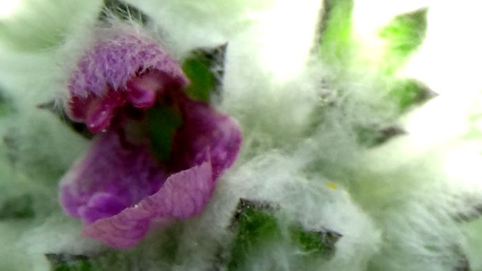 DSC02451 - MACRO