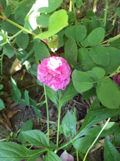 DSC03935 - ANUL 2015