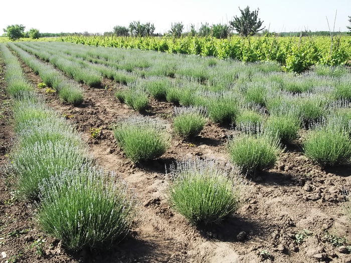  - Lavanda De Liesti 2015