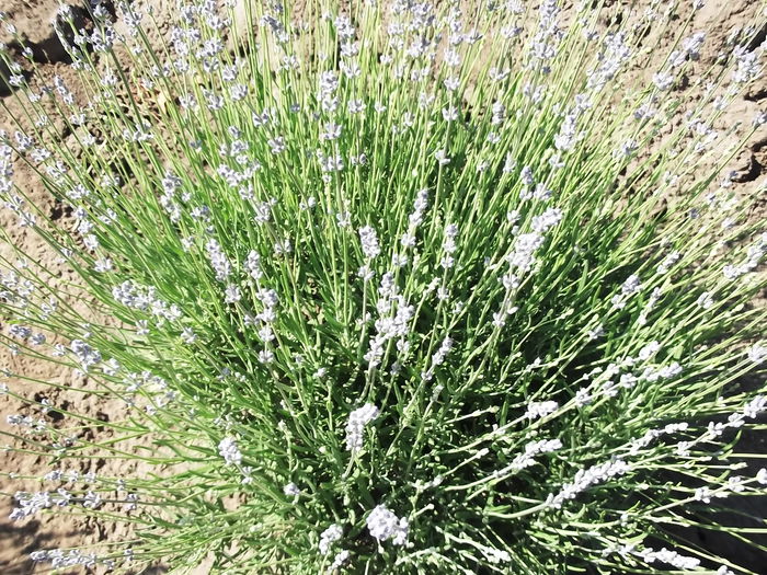  - Lavanda De Liesti 2015