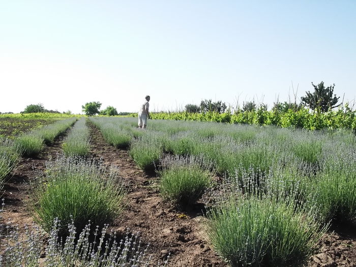  - Lavanda De Liesti 2015