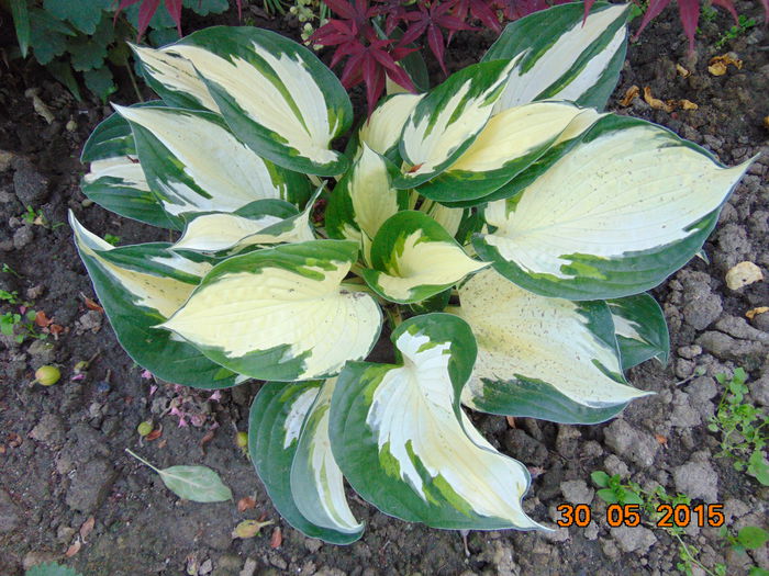 Fire and Ice - Hosta