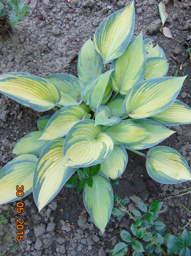 DSC00544 - Hosta