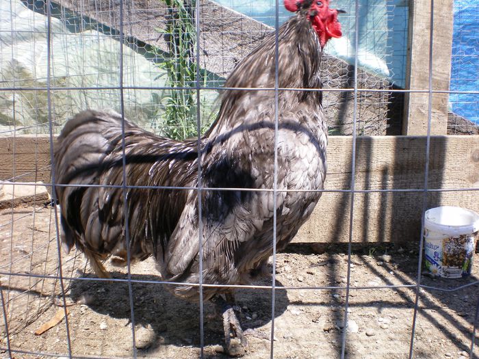 Australorp albastru 2 2014