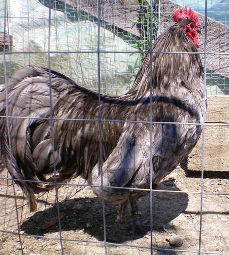 Australorp albastru 1 2014