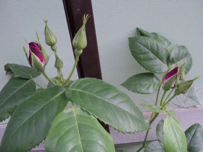 primii boboci in 2015