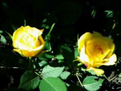 Fotografie4873 - Trandafirii din gradina