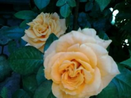 parure-de la sweet garden - Trandafirii din gradina