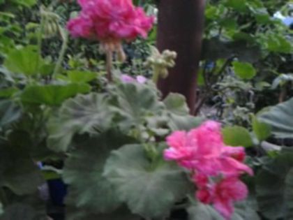 mul%u0163umesc Gabriela71 - Muscatele mele
