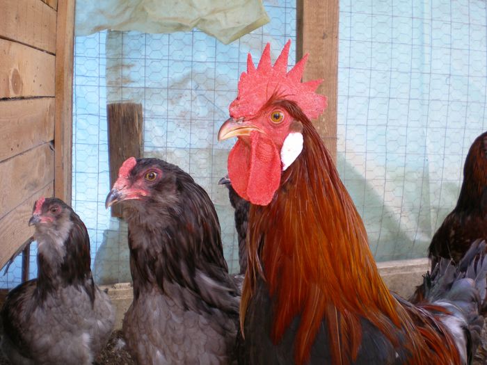 Italiana si araucana