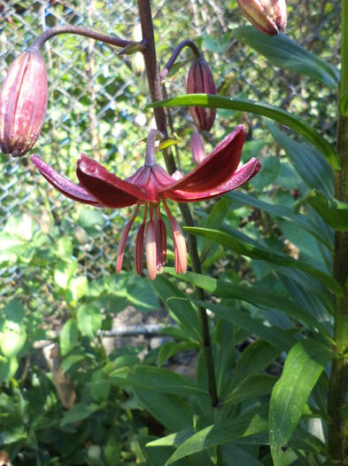 DSC03937 - ANUL 2015