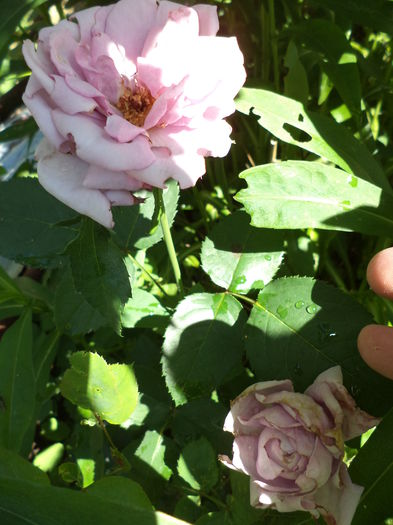 DSC03942 - ANUL 2015