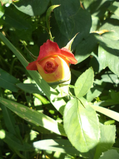 DSC03943 - ANUL 2015