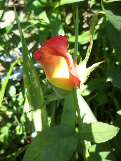 DSC03944 - ANUL 2015