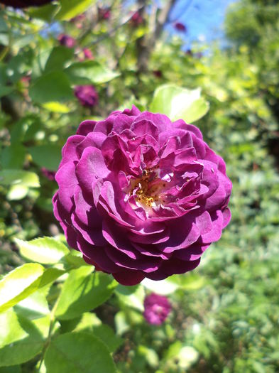 DSC03947 - ANUL 2015