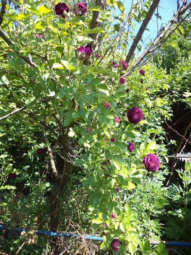 DSC03948 - ANUL 2015