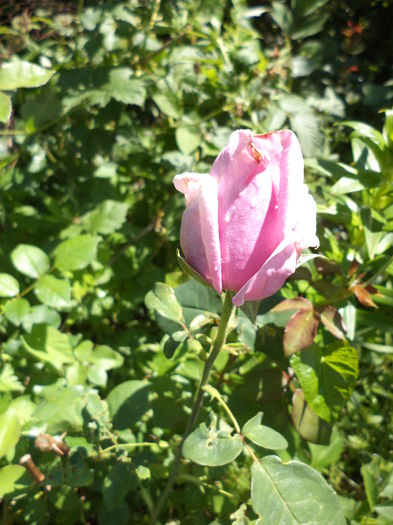 DSC03951 - ANUL 2015