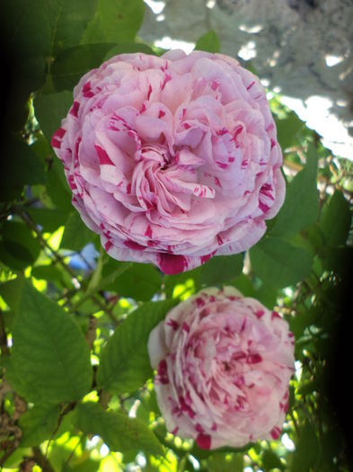 DSC03953 - ANUL 2015