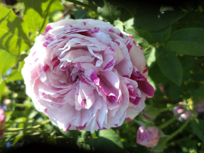 DSC03954 - ANUL 2015